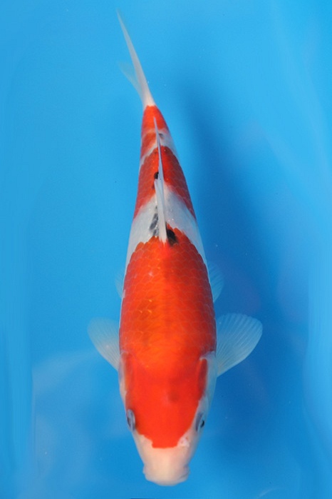 Showa 2301056
