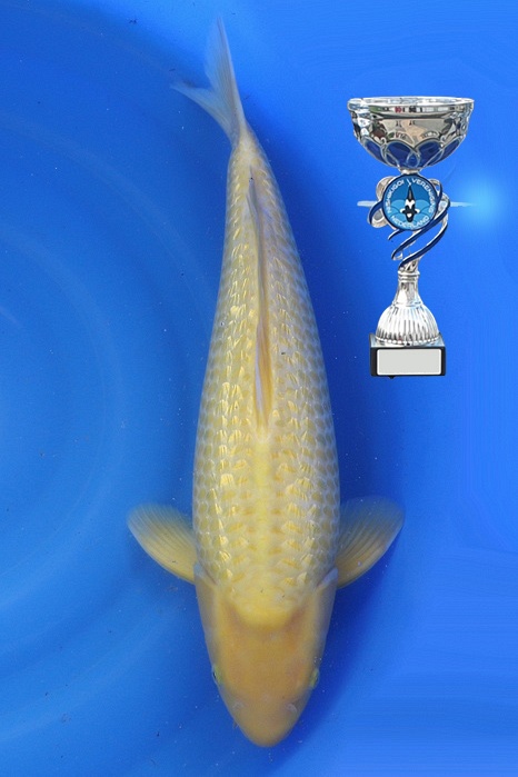 Golden Corn 2307006