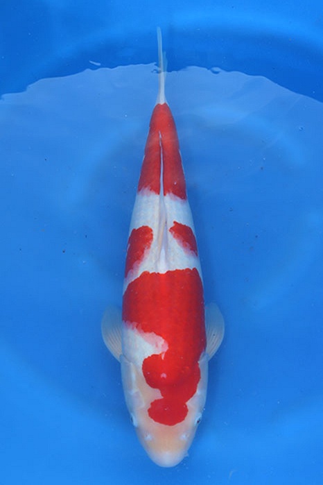 Kohaku 2404015