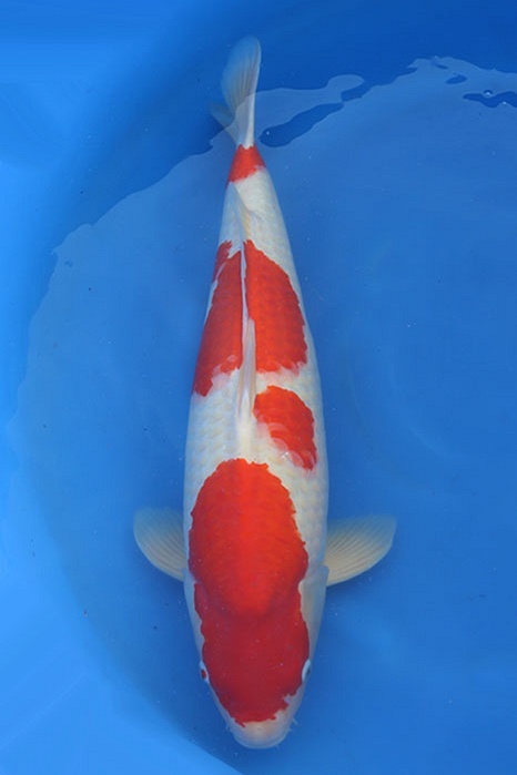 Meerstaps Kohaku 2404018