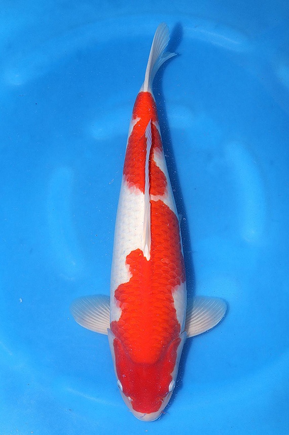 Kohaku 2404101