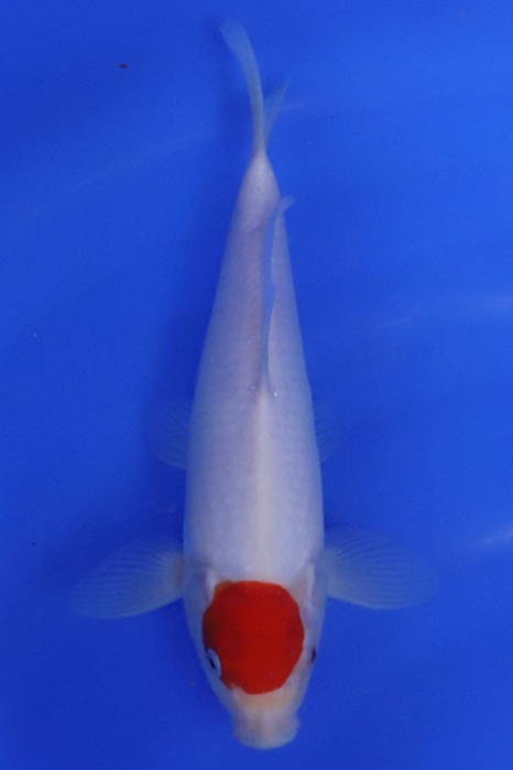 Tancho Kohaku 2405230