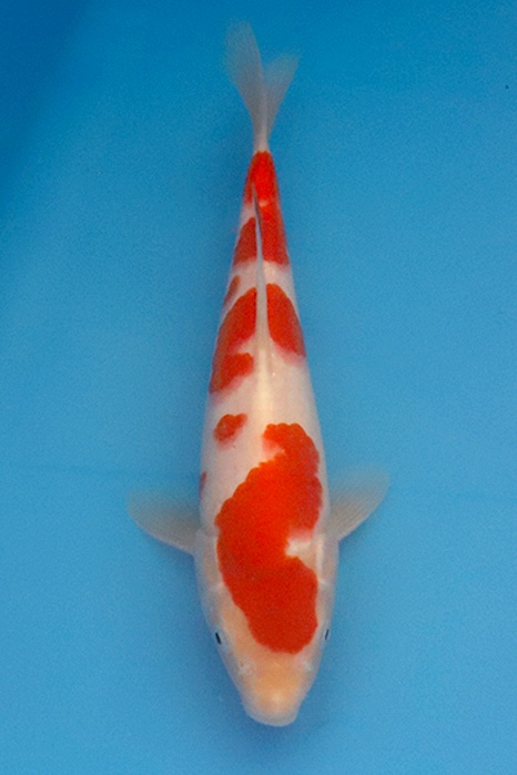 Kohaku 2503044