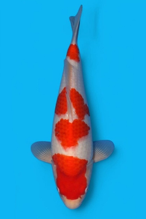 Yondan Kohaku 2504042