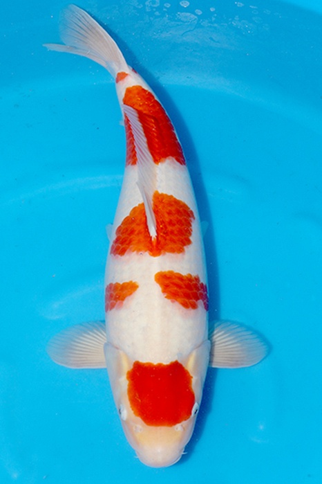 Maruten Yondan Kohaku 2511008