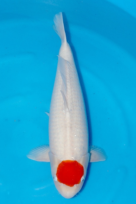 Tancho Kohaku 2511011