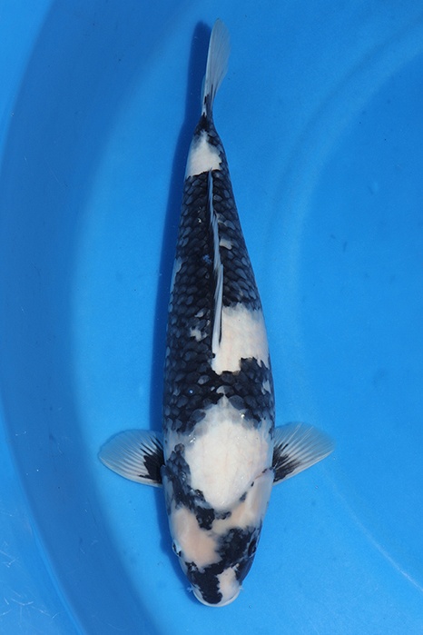 Shiro Utsuri 2511027