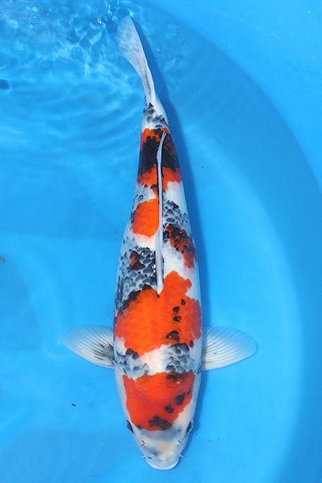 Yondan Showa 2511056