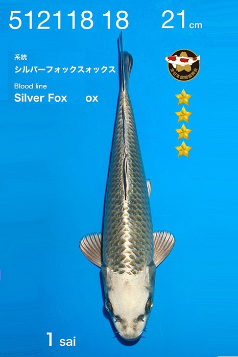 Mukashi Ogon 2512002