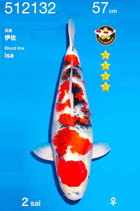 Meerstaps Showa 2512004