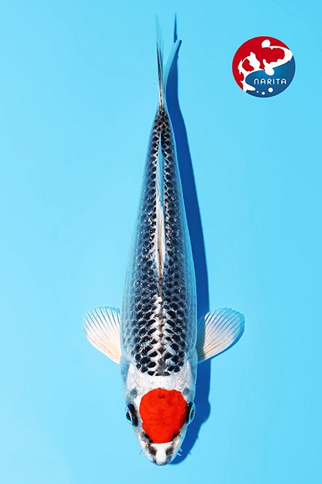 Tancho Kujaku 2603002