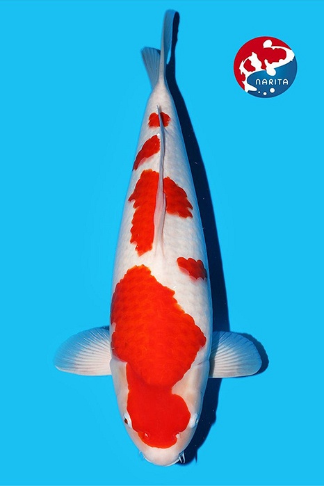 Meerstaps Kohaku 2603004
