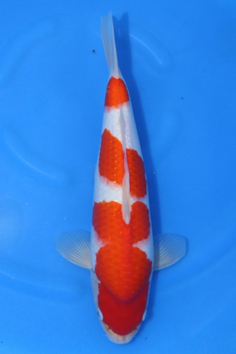 Kohaku 2604041