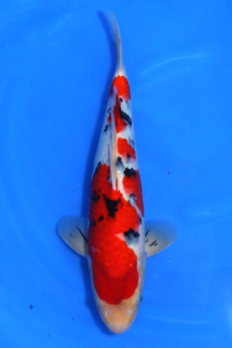 Sanke 2604047