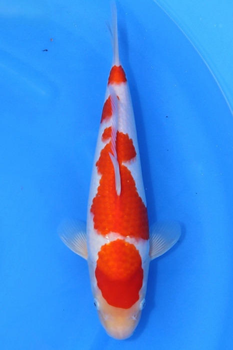 Yondan Kohaku 2604052