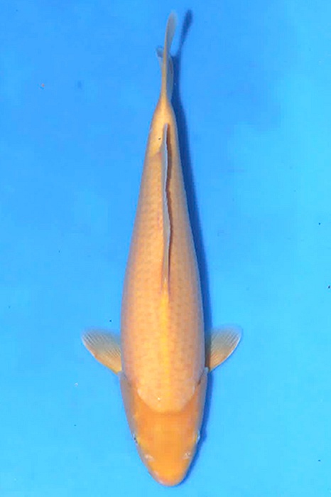 Karashigoi 2604058