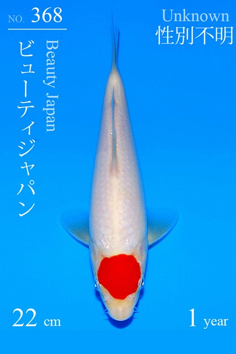 Tancho Kohaku TA-V20-4368