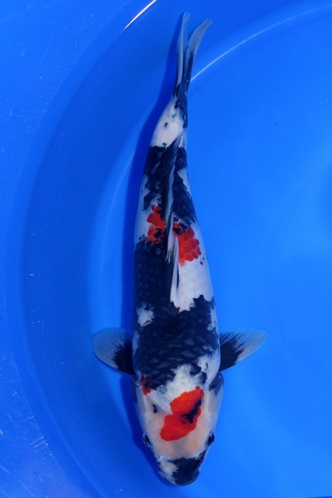 Showa DU2009004