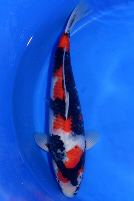 Showa DU2009006