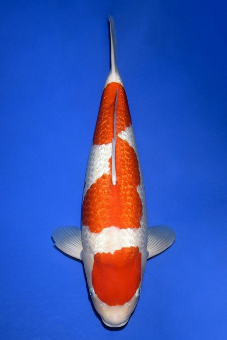Sandan Ginrin Kohaku GK-V20-10180