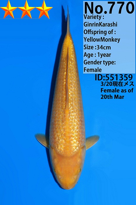 Ginrin Karashigoi KA-V26-04770