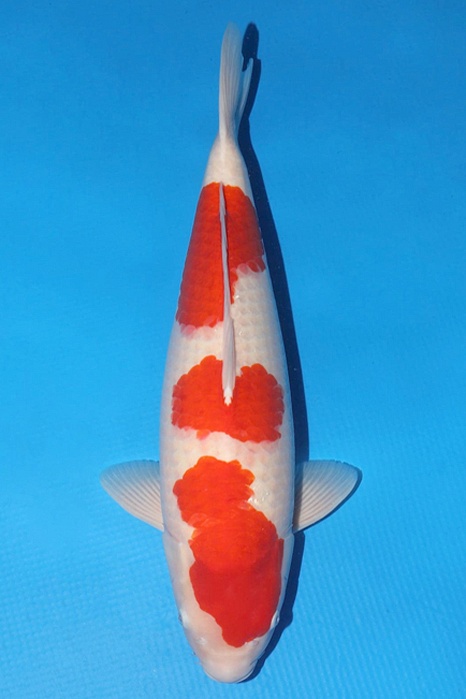 Sandan Kohaku KO-NA20-48
