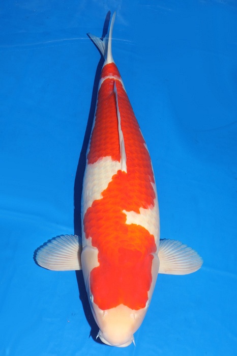 Kohaku KO-V18-10112