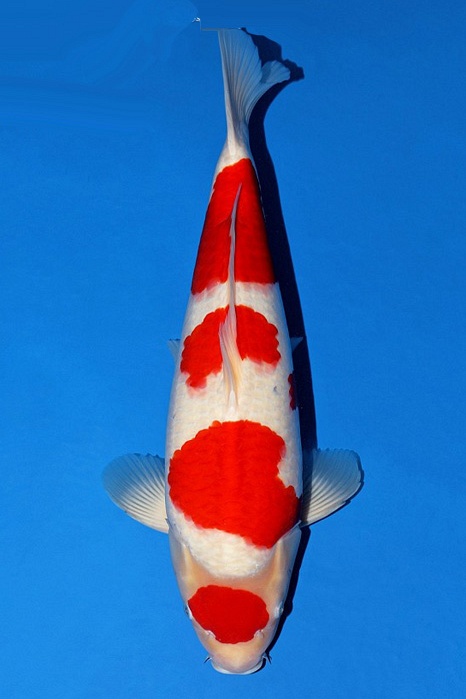 Maruten Meerstaps Kohaku KO-V21-10140
