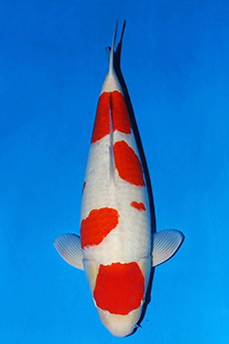 Meerstaps Kohaku KO-V21-389