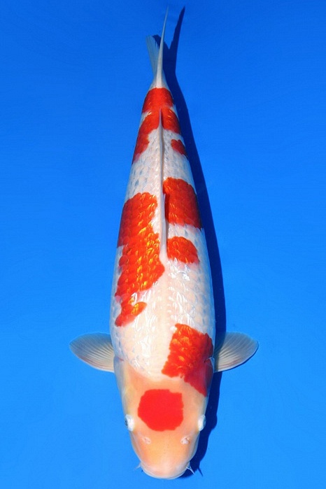 Ginrin Kohaku GK-V22-0430
