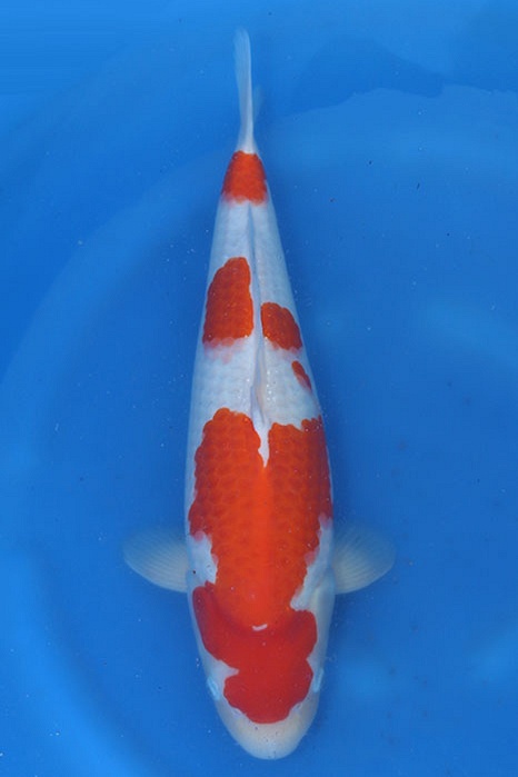 Kohaku KO-V25-0476