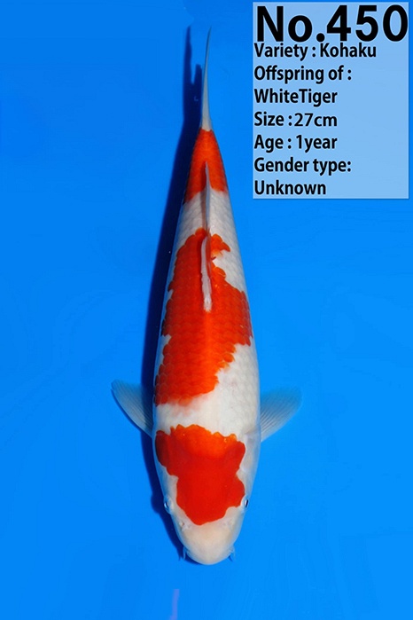 Sandan Kohaku KO-V26-01450