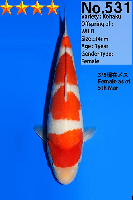 Sandan Kohaku KO-V26-03531