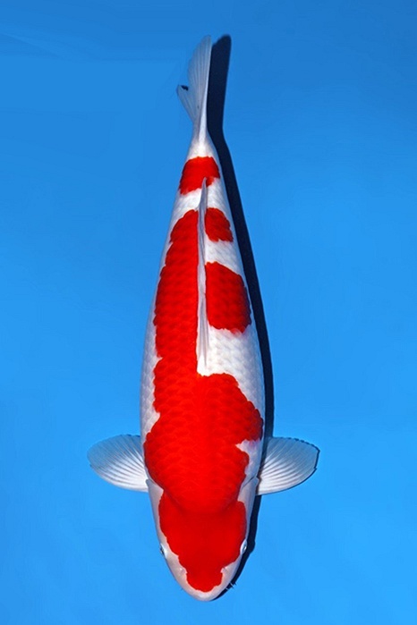 Kohaku KO-V26-10110