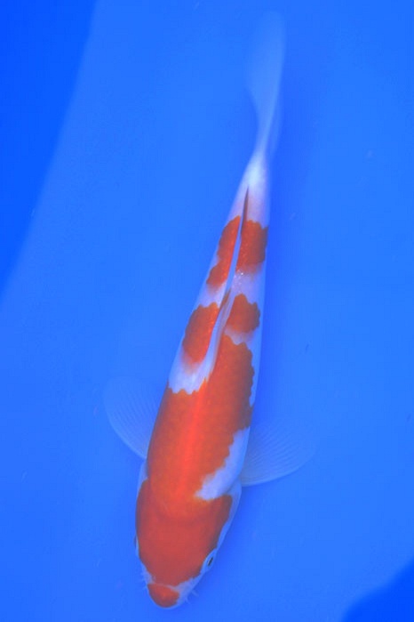 Inazuma Kohaku 1003011
