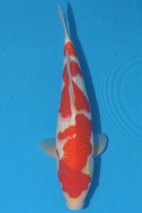 Kohaku 1102066