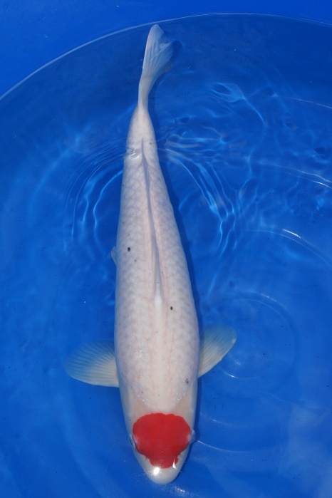 Tancho 1103008