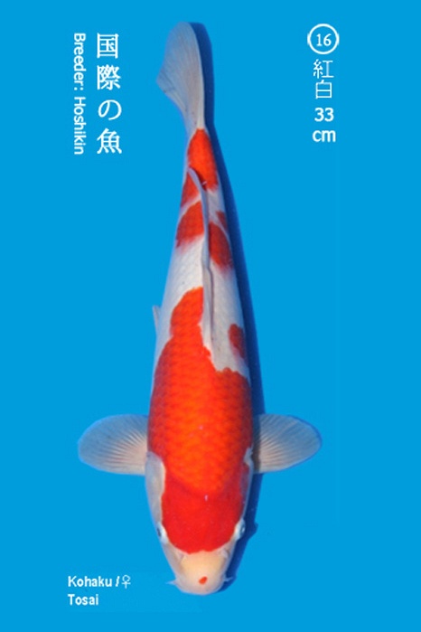Kohaku 1104014