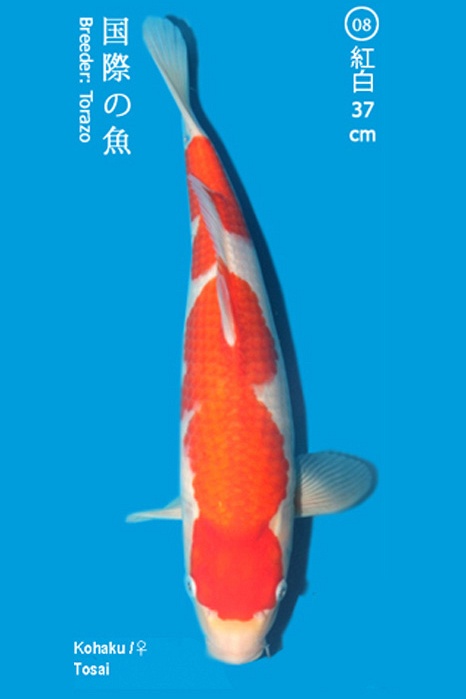 Kohaku 1104017