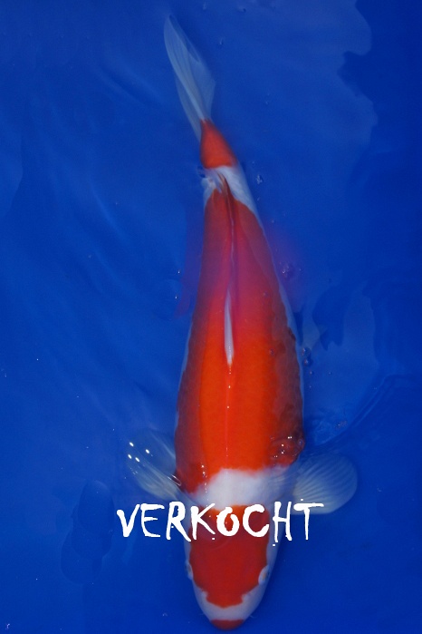 Yondan Kuchebeni Kohaku 1104021