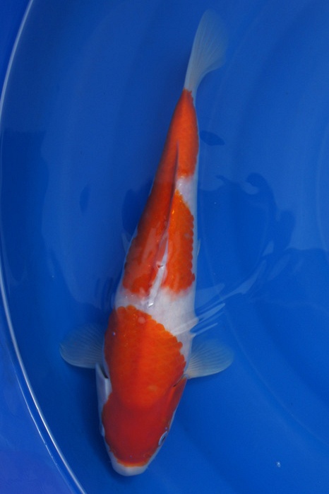 Nidan Kohaku 1108002