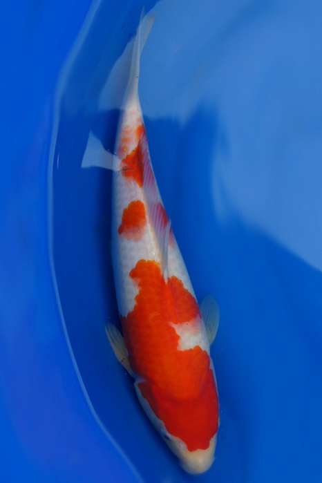Kohaku 1201000