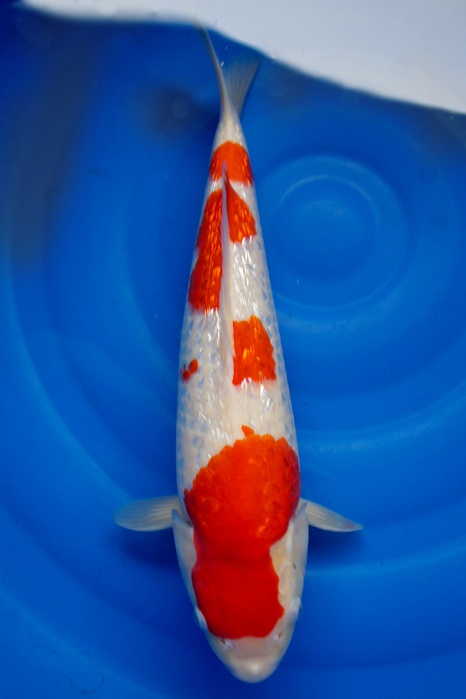 Ginrin Kohaku 1202003