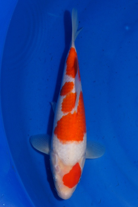 Maruten Kohaku 1302047