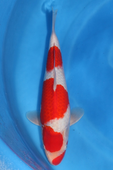 Meerstaps Kohaku 1304013