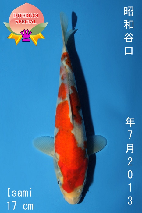 Showa 1310013