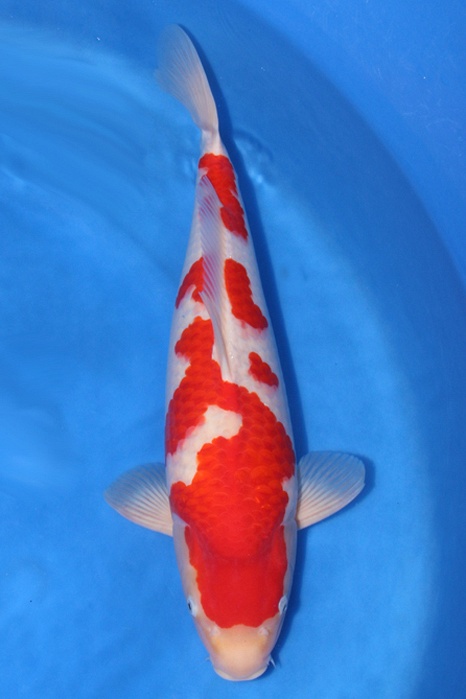Meerstaps Kohaku 1409001