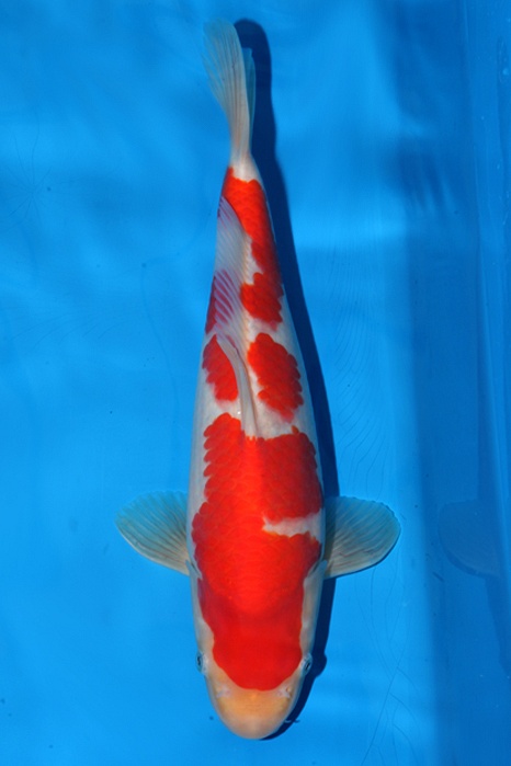 Meerstaps Kohaku 1502004