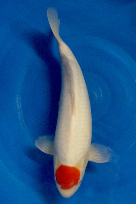 Tancho Kohaku 1506012