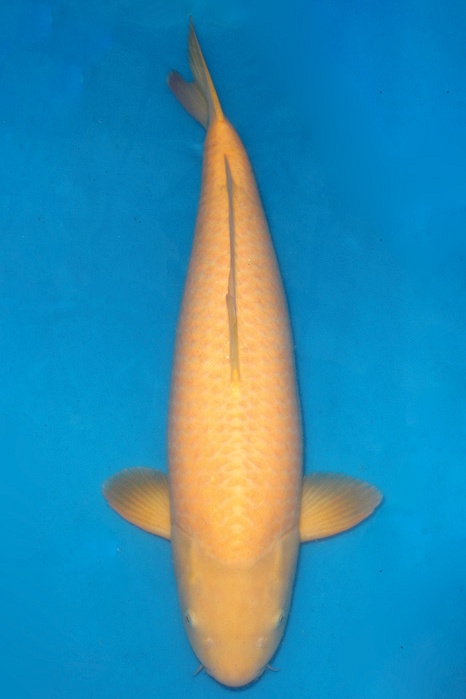 Red Eye Karashigoi 1702002